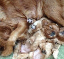 Pets  - Beautiful litter of Ruby red cavalier king Charles puppys