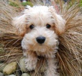 Pets  - Apricot schnoodle puppies