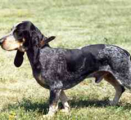 Basset Bleu De Gascogne