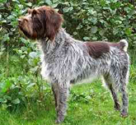 Korthals Griffon