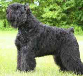 Bouvier Des Flandres