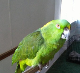 waving yellow nape amazons