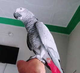 funny african grey bird