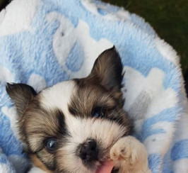 Beautiful Coton De Tulear x Shih Tzu puppy