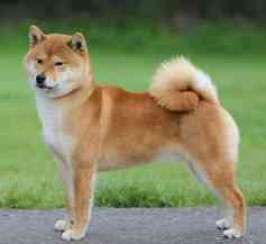 Japanese Shiba Inu