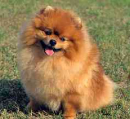Pomeranian Dogs and Puppies for Sale Near Me | Mypetzilla UK