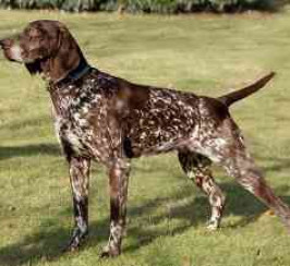 German Shorthaired Pointer