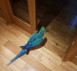 perfect feathers B&G macaws