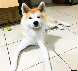 KC registered import Japanese Akita Inu (female)