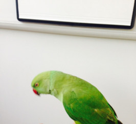 fully tame and talking indian ring neck parrot 