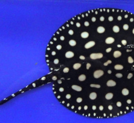 Premium Top Quality Black Diaond Leopoldi Stingray Fish 