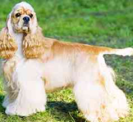 American Cocker Spaniel