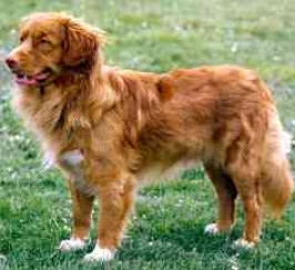 Nova Scotia Duck Tolling Retriever