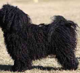 Hungarian Puli