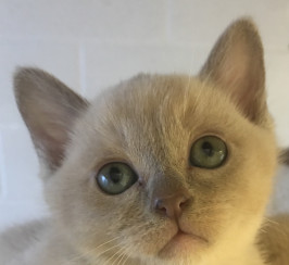 Lilac Burmese Boy