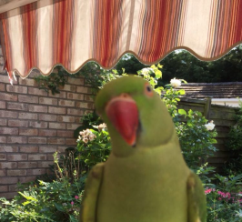 Green ringneck for sale