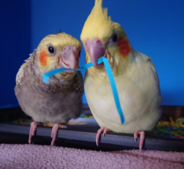 Hand reared hand tame cockatiels for reservation 