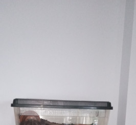 3 STUNNING TARANTULAS