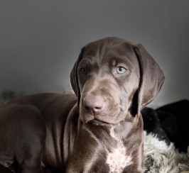 Last 2 beautiful  females 