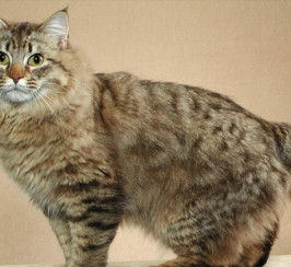 American Bobtail