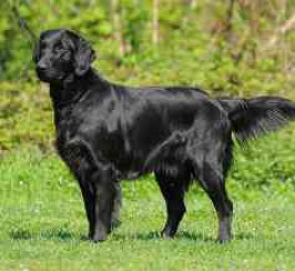 Flat Coated Retriever
