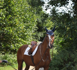 6-year-old Hanoverian mare. 