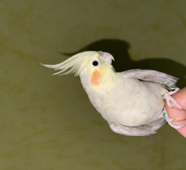 2 COCKATIELS FOR SALE