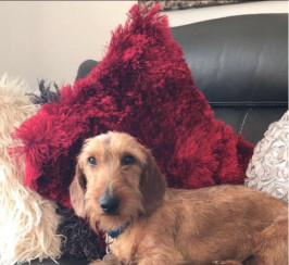 Standard wire haired dachshund stud 