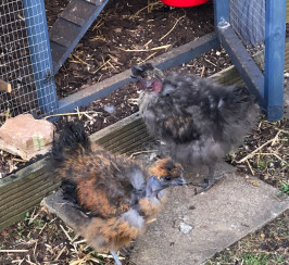 Silkie showgirls 