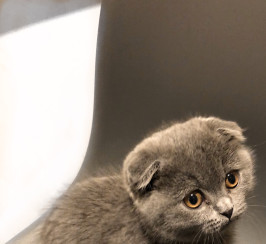 Male Blue Scottish Fold Kitten