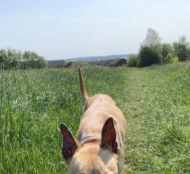 Greyhound cross