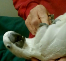 Male umbrella cockatoo