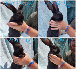 Pure breed continental giant rabbits for sale