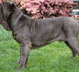 Neapolitan Mastiff