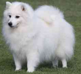 Japanese Spitz