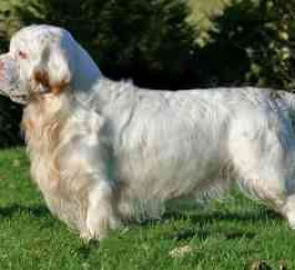Clumber Spaniel