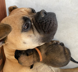 Rare KC Reg Pedigree Bullmastiff Pups