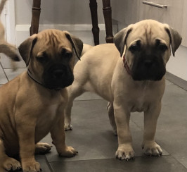 Old English Bullmastiff