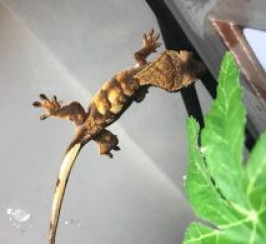 Crested gecko hatchlings (captive bred - 4 available)
