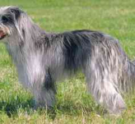 Pyrenean Sheepdog