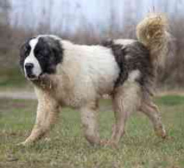 Pyrenean Mastiff