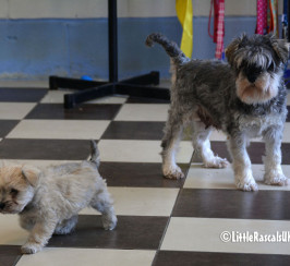 Schnoodle Puppies for sale