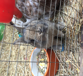 Brown baby Netherland dwarf bunny for sale