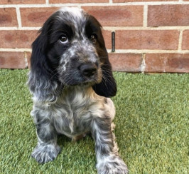 Cocker spanial puppies For Sale 