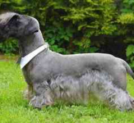 Cesky Terrier