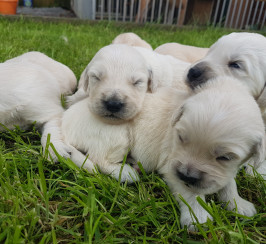 KC Registered Golden Retriever Puppies 