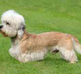 Dandie Dinmont Terrier