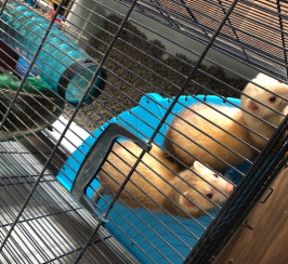 For Sale Baby Ferrets