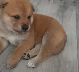Japanese Akita Puppies