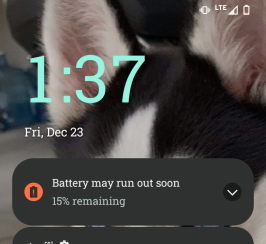 Pure Bred Siberian Husky